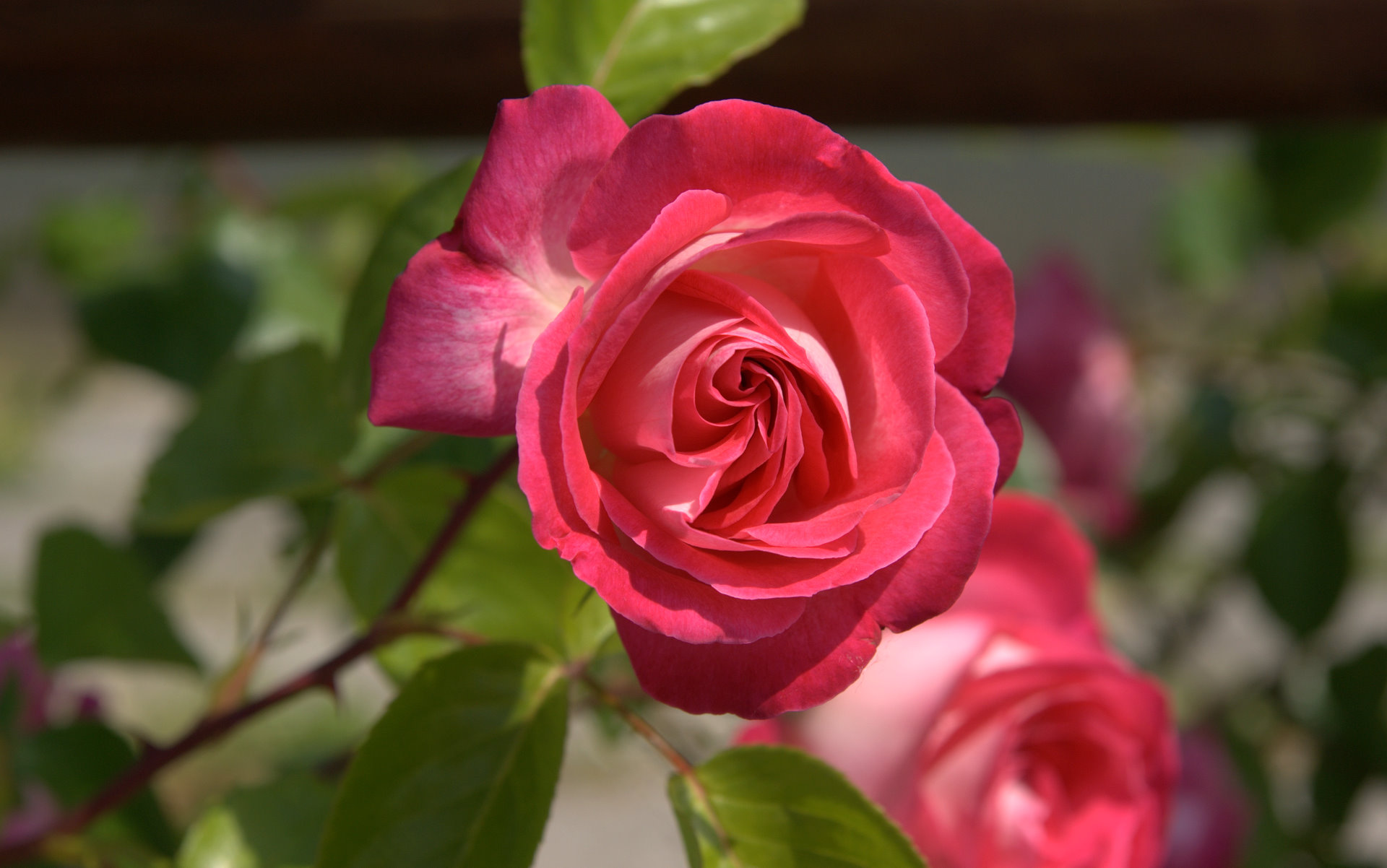 amaranth rose