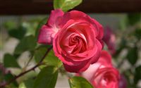 amaranth rose 
