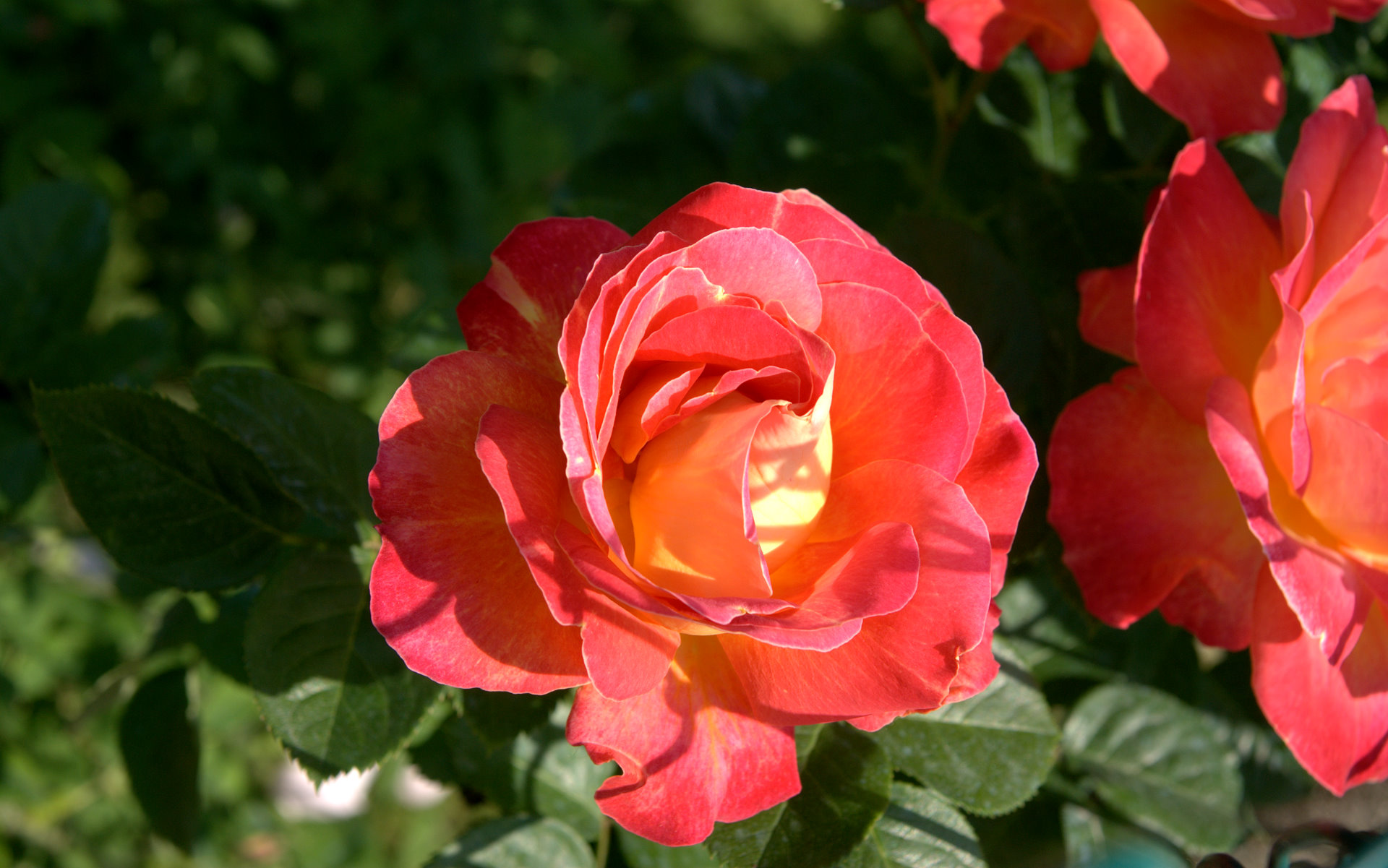 Amazing crimson rose