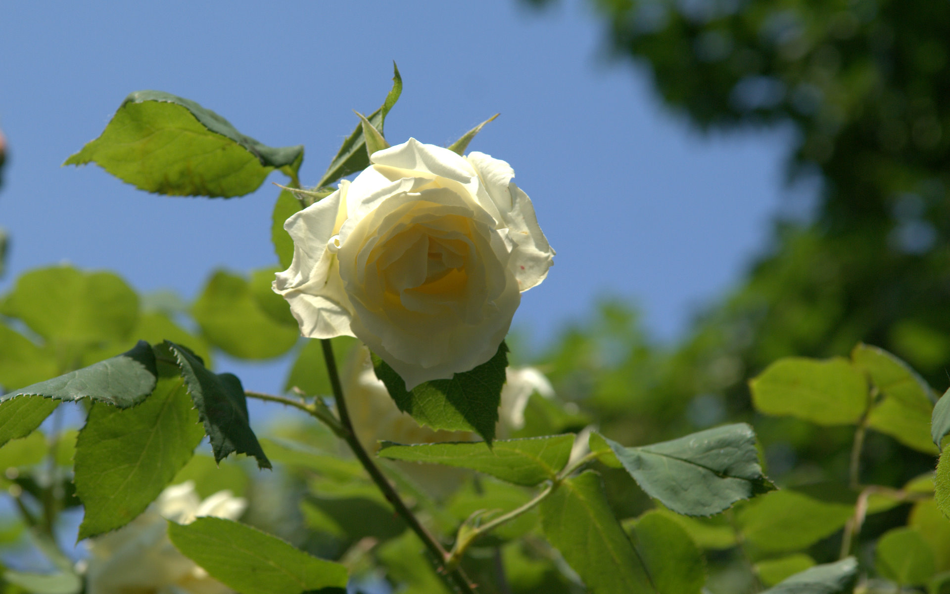 brilliant light white rose