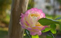 soft pink and yellow rose 