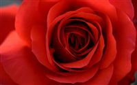 Red rose macro 