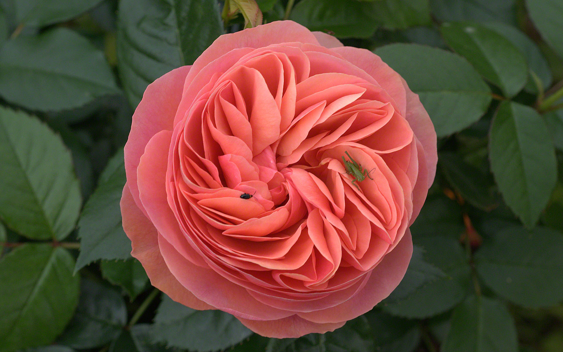 Gallica Rose
