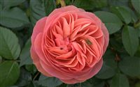 Gallica Rose 