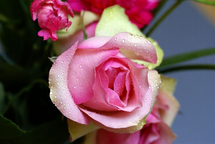 a green and rose Rose macro 