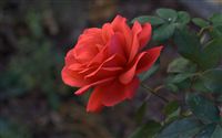 light red rose 