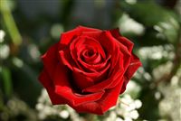 Long Stem Red Rose 