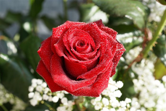 Waterdrops Red Rose 