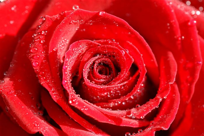 Red Rose waterdrops macro 