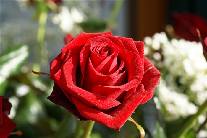 long stem red rose 