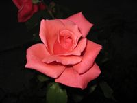 A plus Beautiful Rose 
