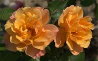 orange pink roses 