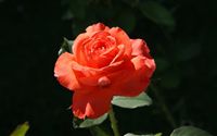 beautiful orange rose 