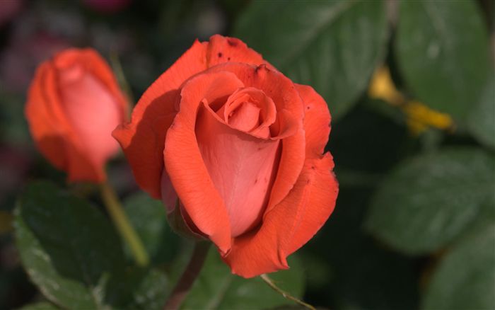 orange rose bud 