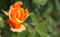 orange rosebud 