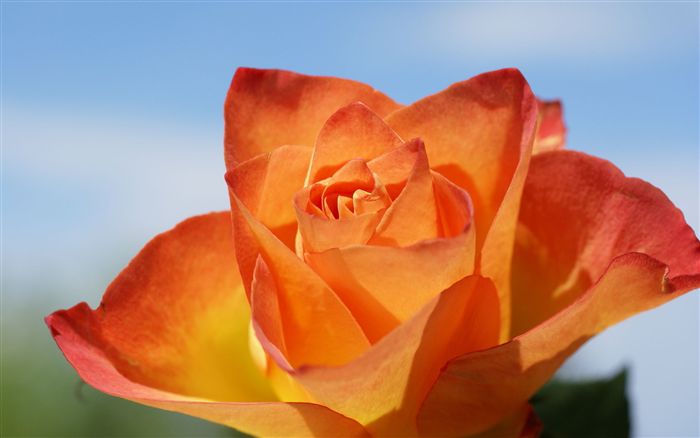 Orange Rose macro 