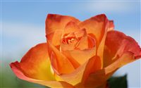 Orange Rose macro 