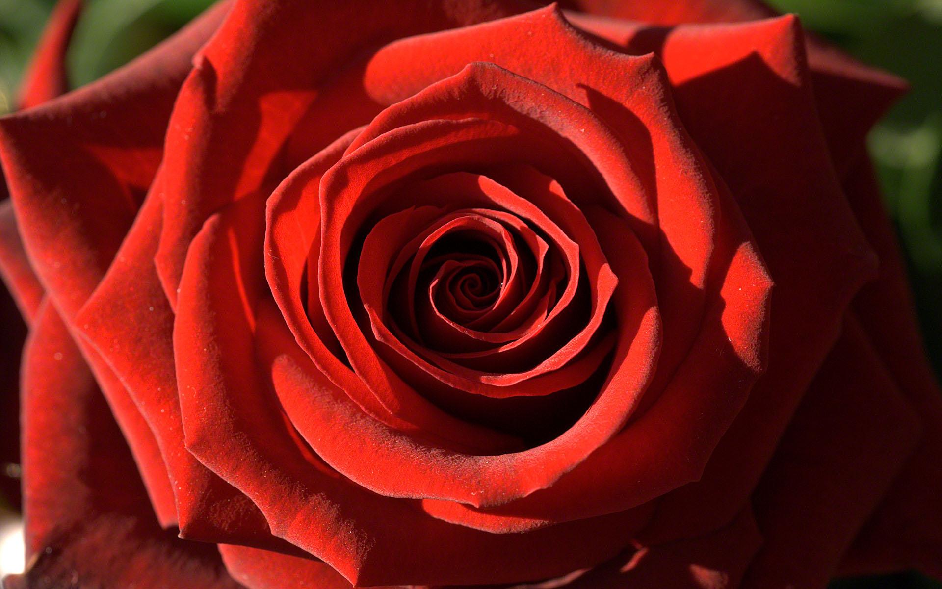 red rose passion
