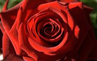 red rose passion 