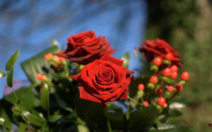 Passion red roses 