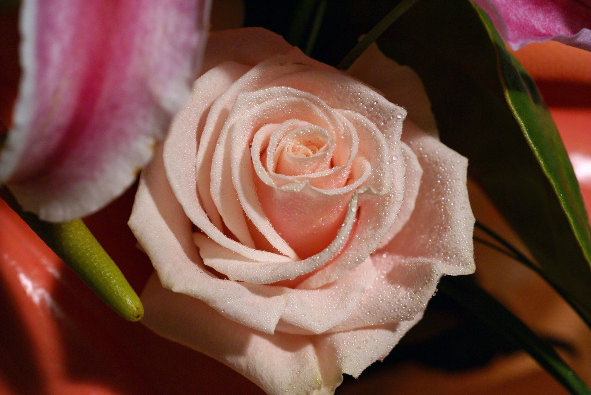 Peach Rose macro