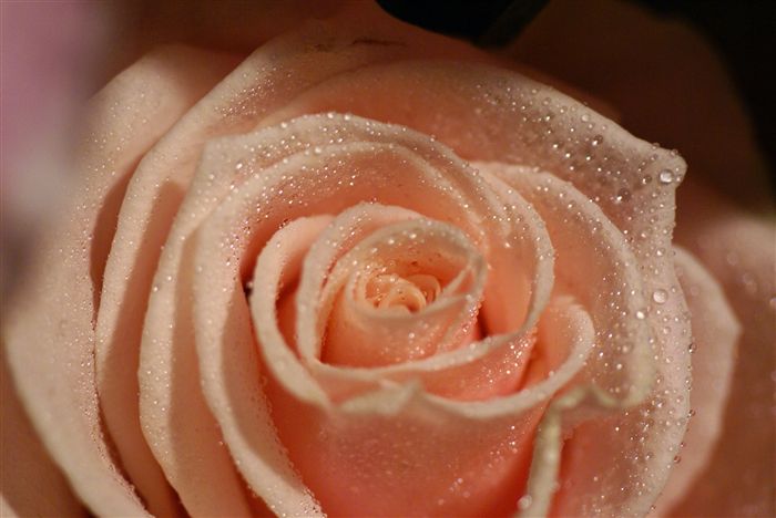 Peach Rose macro 