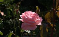 pink rose 
