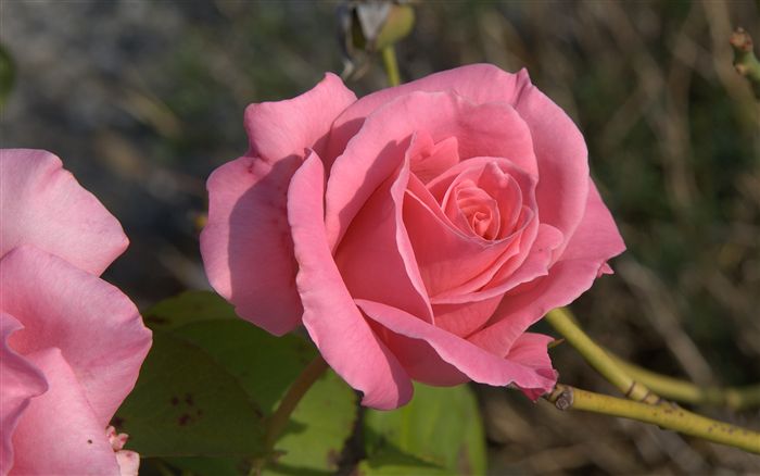 Pink rosebud 