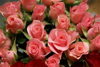 mini pink roses 