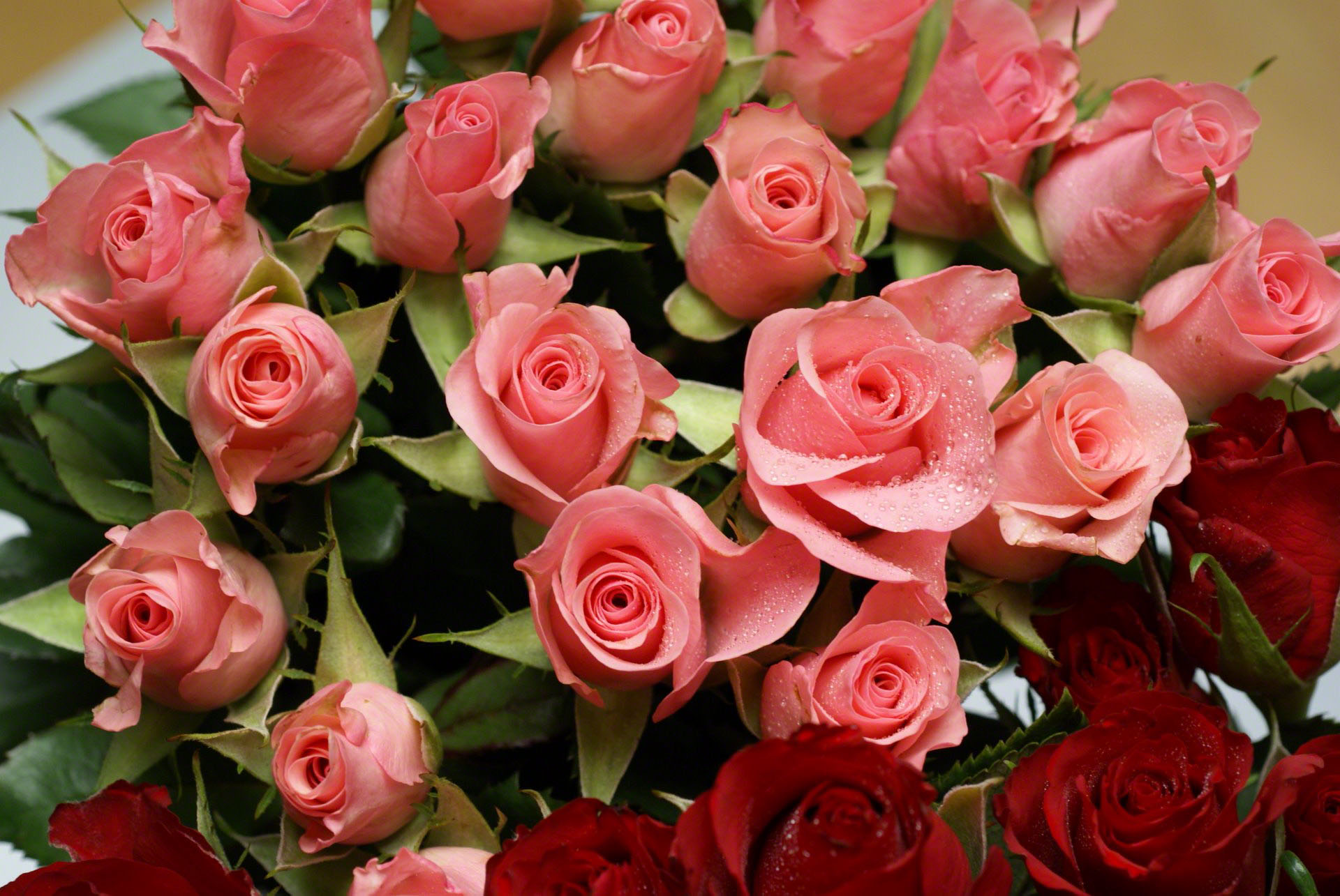 mini pink roses photo