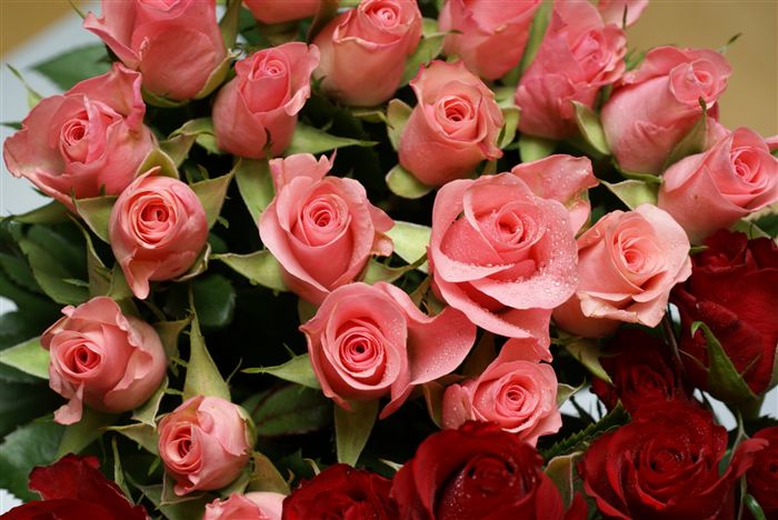 mini pink roses photo 