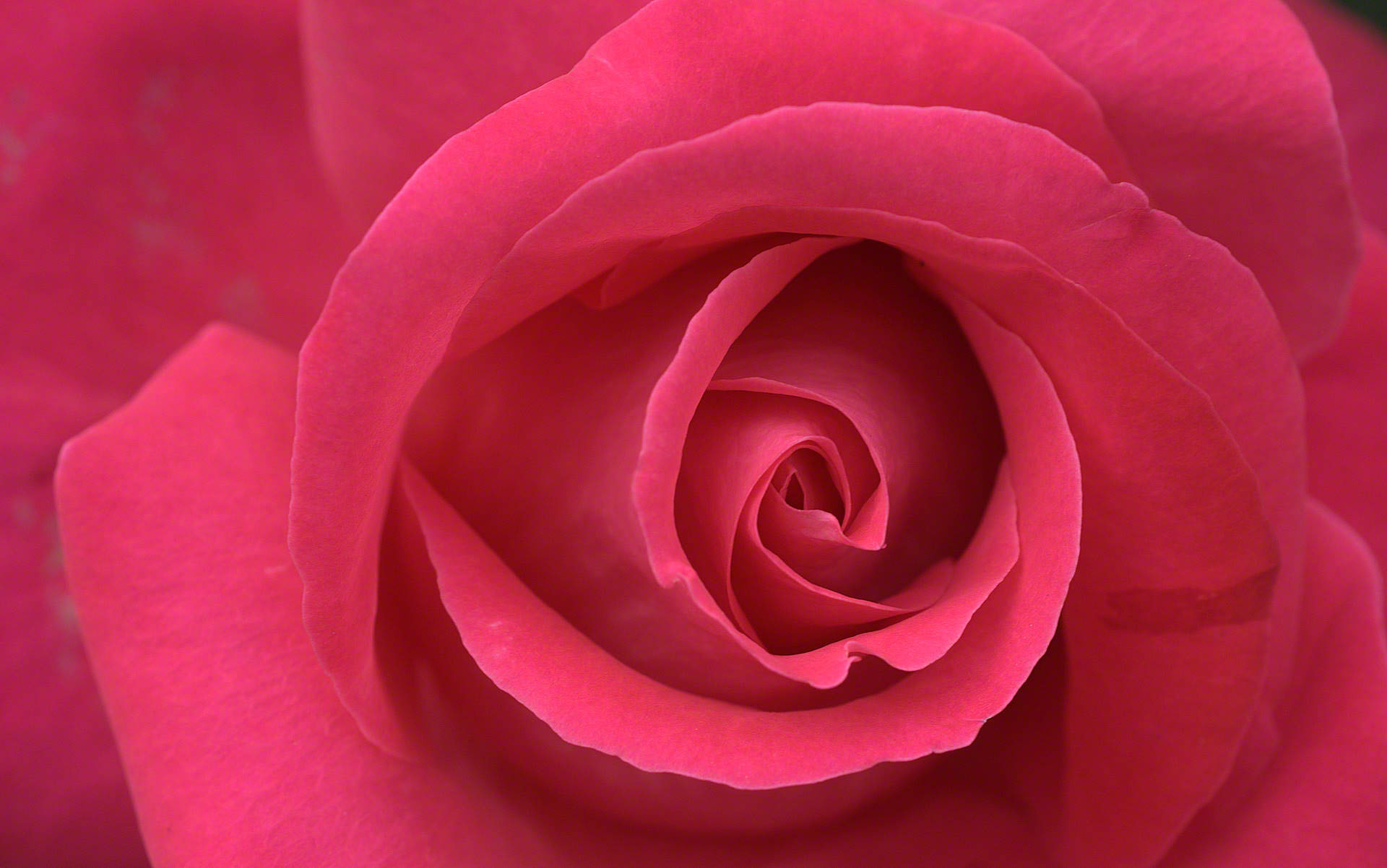 purple rose close up