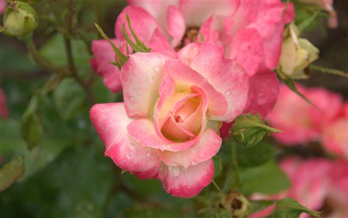 pink yellow rose 
