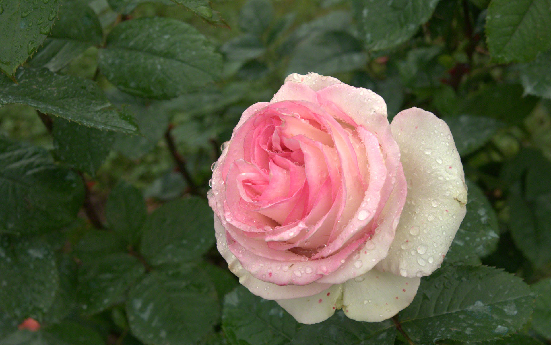 raindrop rose wallpaper