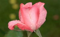 raindrop pink rosebud 