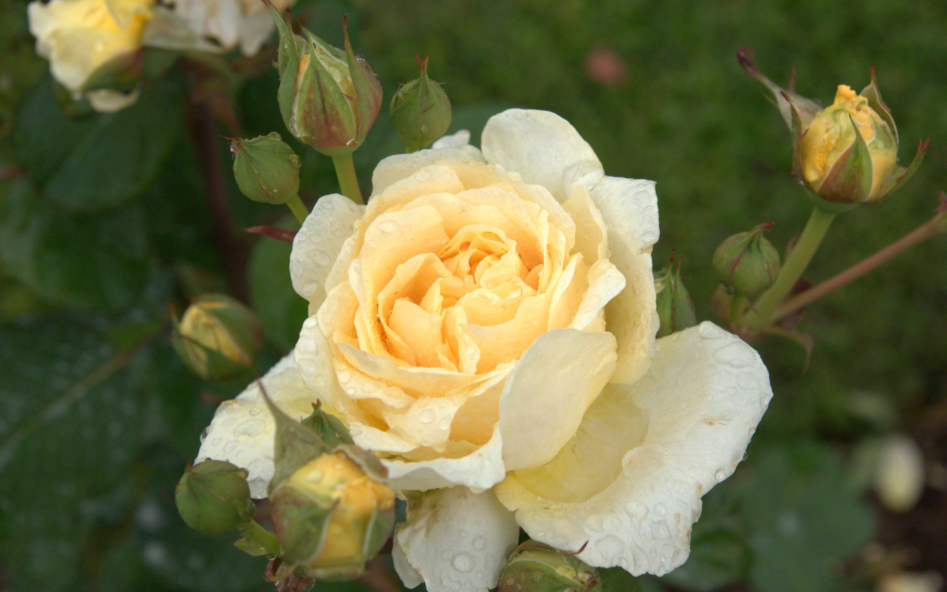 raindrops yellow rose