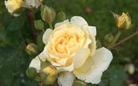 raindrops yellow rose 