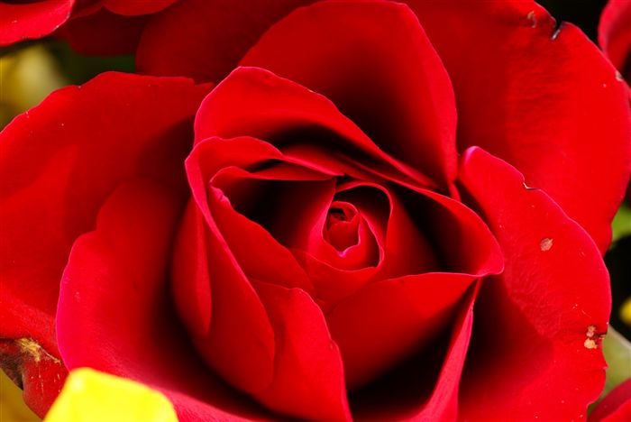 Red Rose macro 