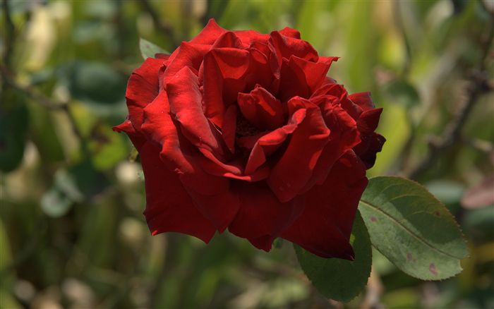 Red rose 