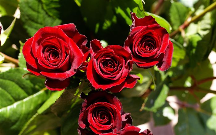 red roses  