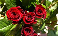 red roses  