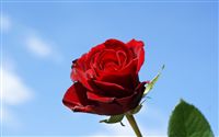 Single rose with blue sky background 