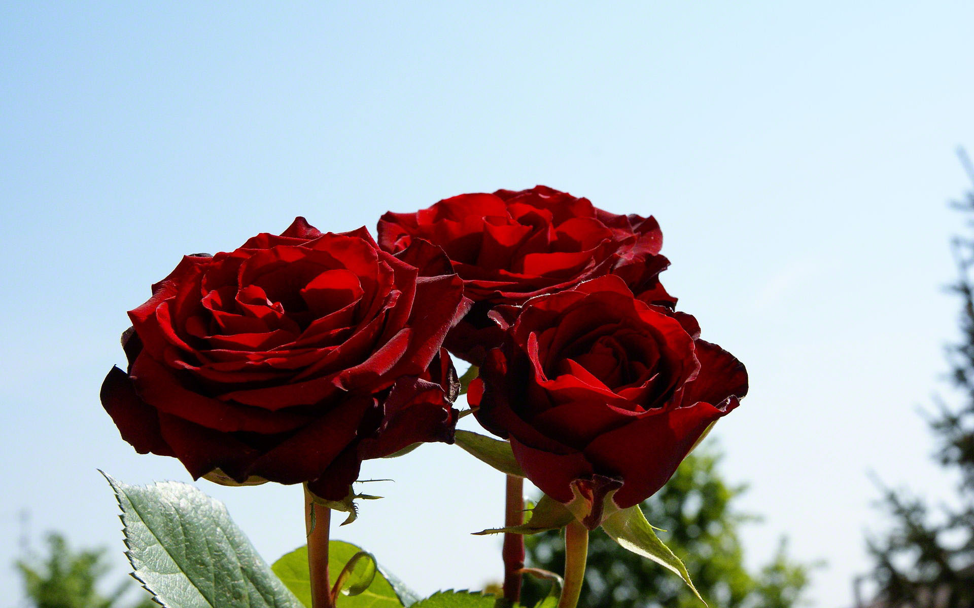 Three romantic red roses