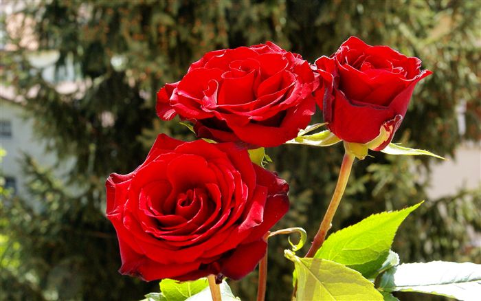 Three romantic red roses 
