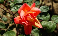 Orange Peach Rose 