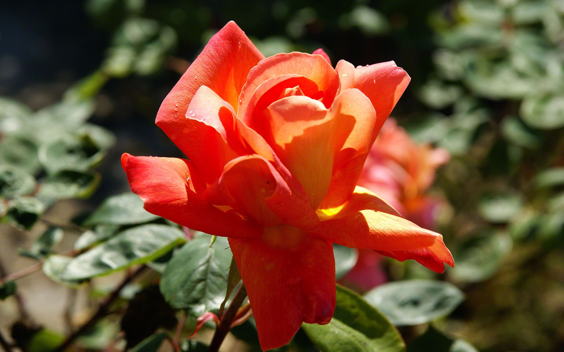 Orange Peach Rose