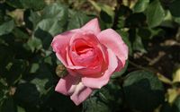 pink rose bud 