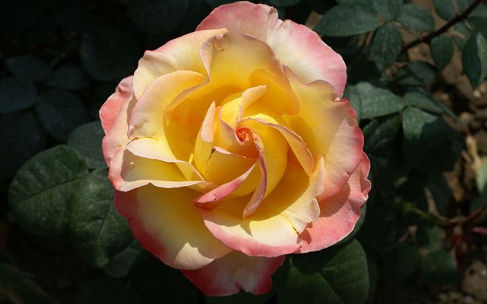 soft yellow pink rose 