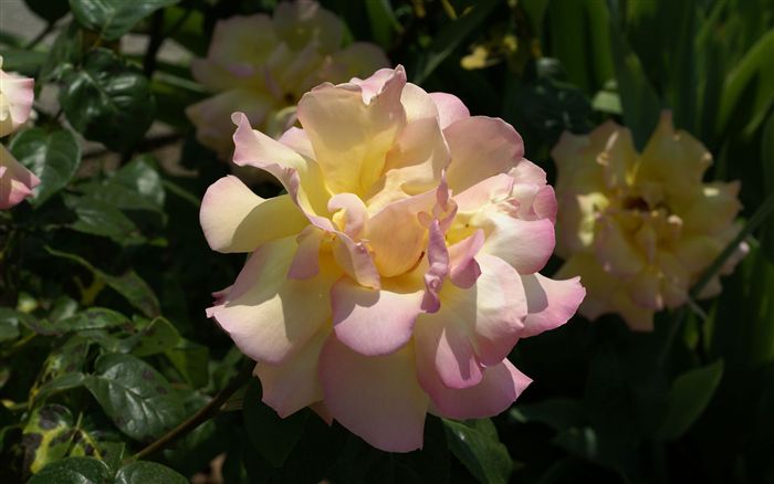 pink yellow rose photo 