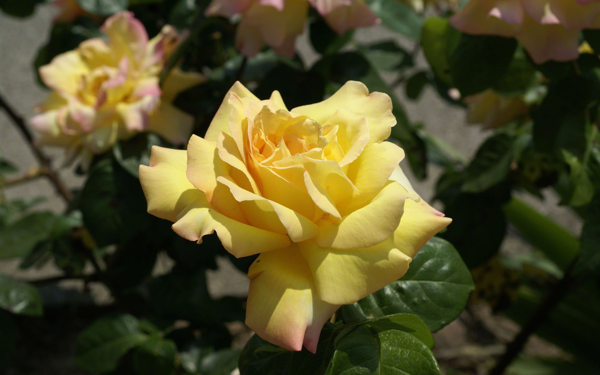 light yellow rose photo